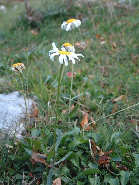 Leucanthemum vulgare / Margherita diploide